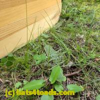 /home//u458753944/public_html/sourcegallery//////////////Frogs/More bullfrogs/P8150220.JPG